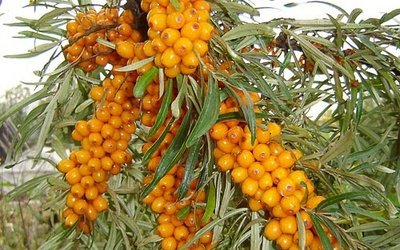 Крыжовник болезни вредители и борьба с ними Крыжовник болезни вредители и борьба с ними