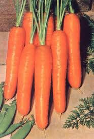 Морковь. сорта.