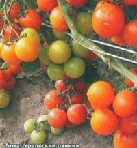 Выращивание томата в открытом грунте.
