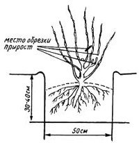 Размещение смородины