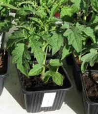 Выращивание сеянцев томатов.