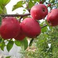 Яблоня и груша в сентябре