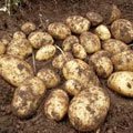 Как получать хорошие урожаи картофеля