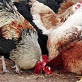 Птичий помет в качестве удобрения