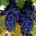 Выращивание винограда в северо-западных регионах