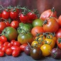 Сорта томатов 