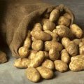 Уборка и хранение картофеля
