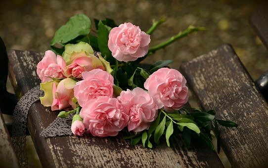 Неприхотливые парковые сорта роз для сада и дачи