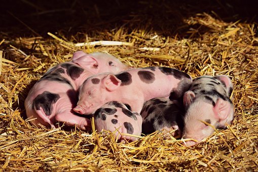 Как использование качественного оборудования может увеличить эффективность свиноводства?